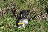 CHIEN FINNOIS DE LAPONIE 035
